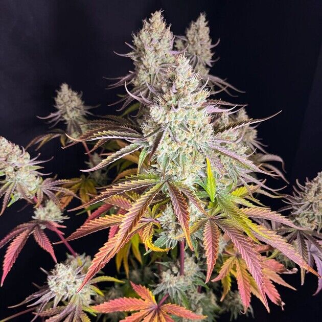 Cannabissamen Fruit Bomb Punch für Indoor und Outdoor